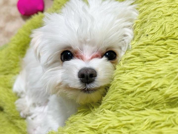 改善前のちまきちゃんの写真